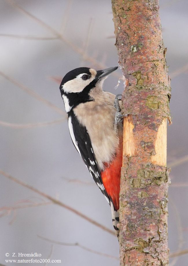 Great Spotted Woodpecker, Dendrocopos major (Birds, Aves)